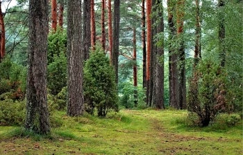 Kiefernwald mit Büschen und kleinem Waldweg